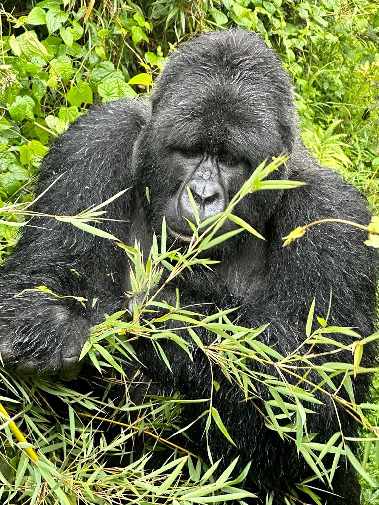 Mountain Gorilla Trekking in Bwindi