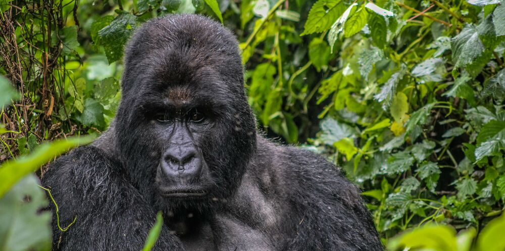 How Gorilla Families are Allocated- Rwenzori Expeditions