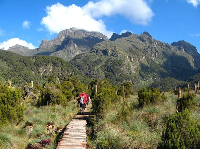 THE MOUNTAIN RWENZORI HIKING - Rojo Events and Tours.
