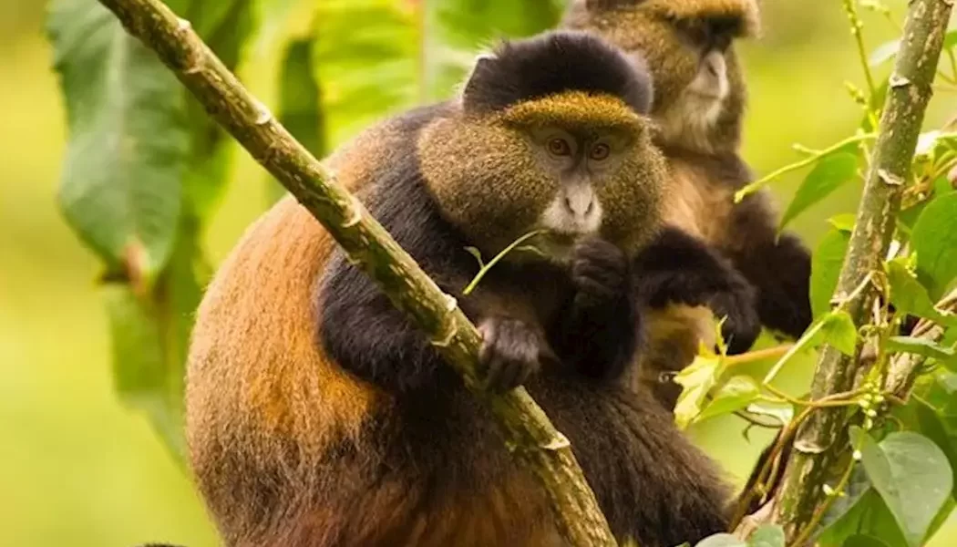 Golden Monkey in Uganda