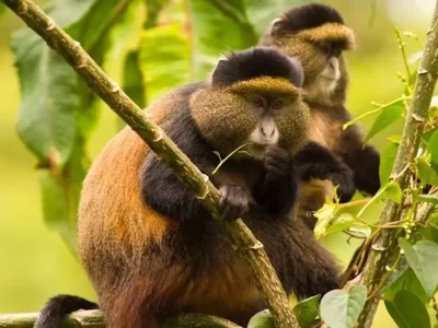 Golden Monkey in Uganda