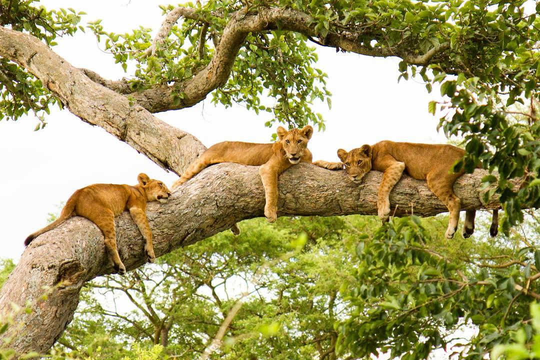 Queen Elizabeth National Park