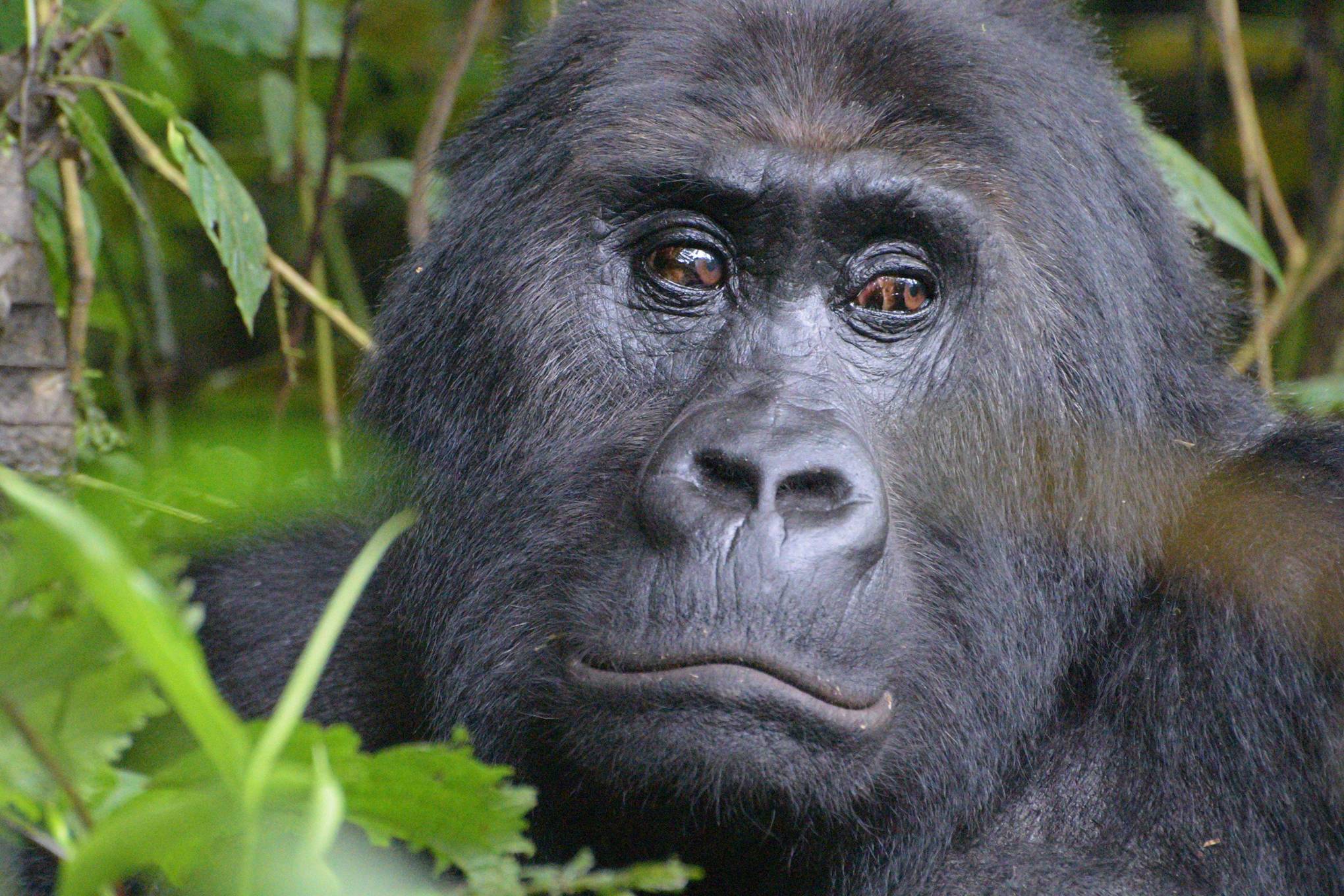 Virunga Gorillas & Rwenzori Trekking