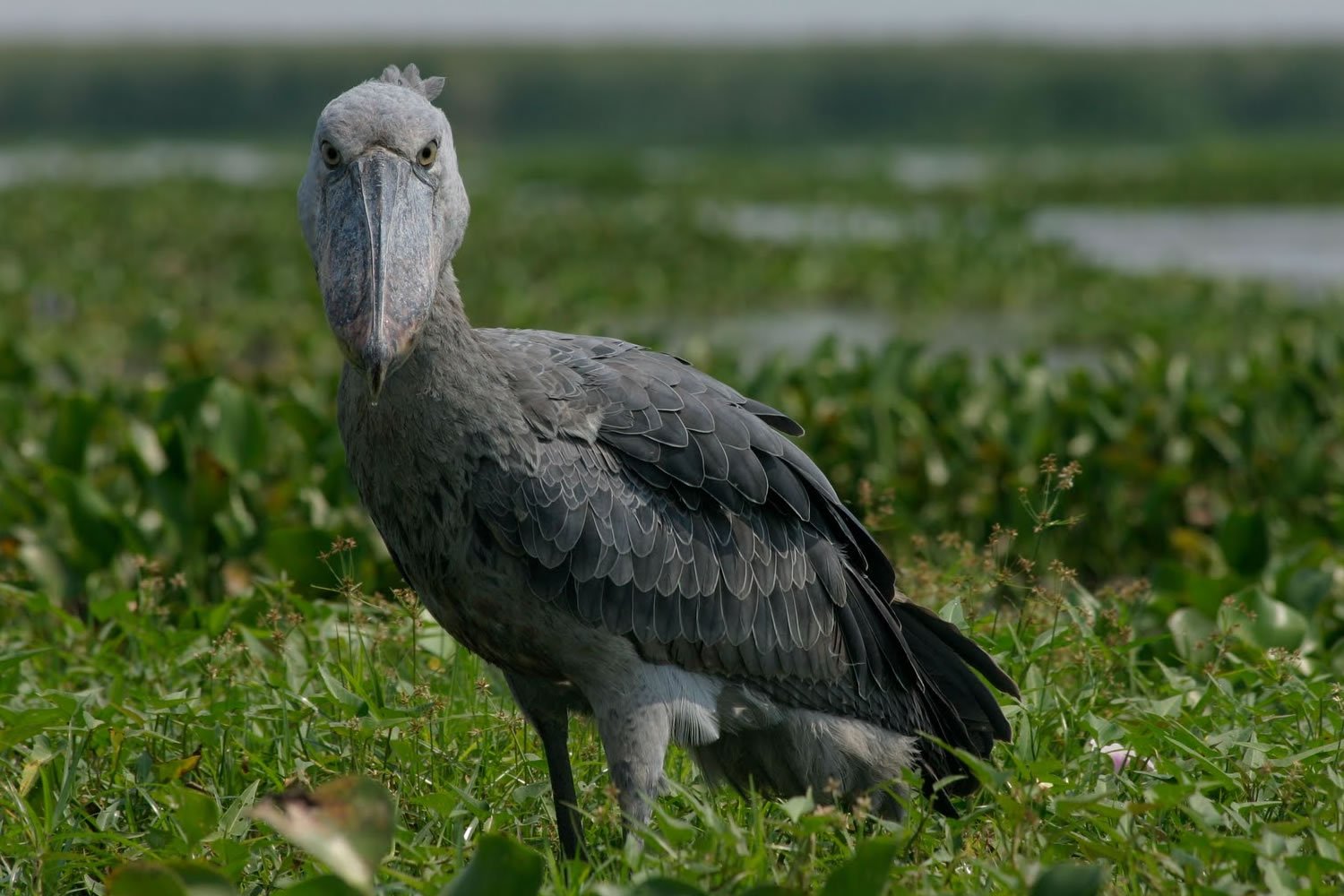 Shoe Bill Watching in Uganda