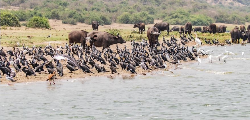 Boat Cruise on Kazinga Channel