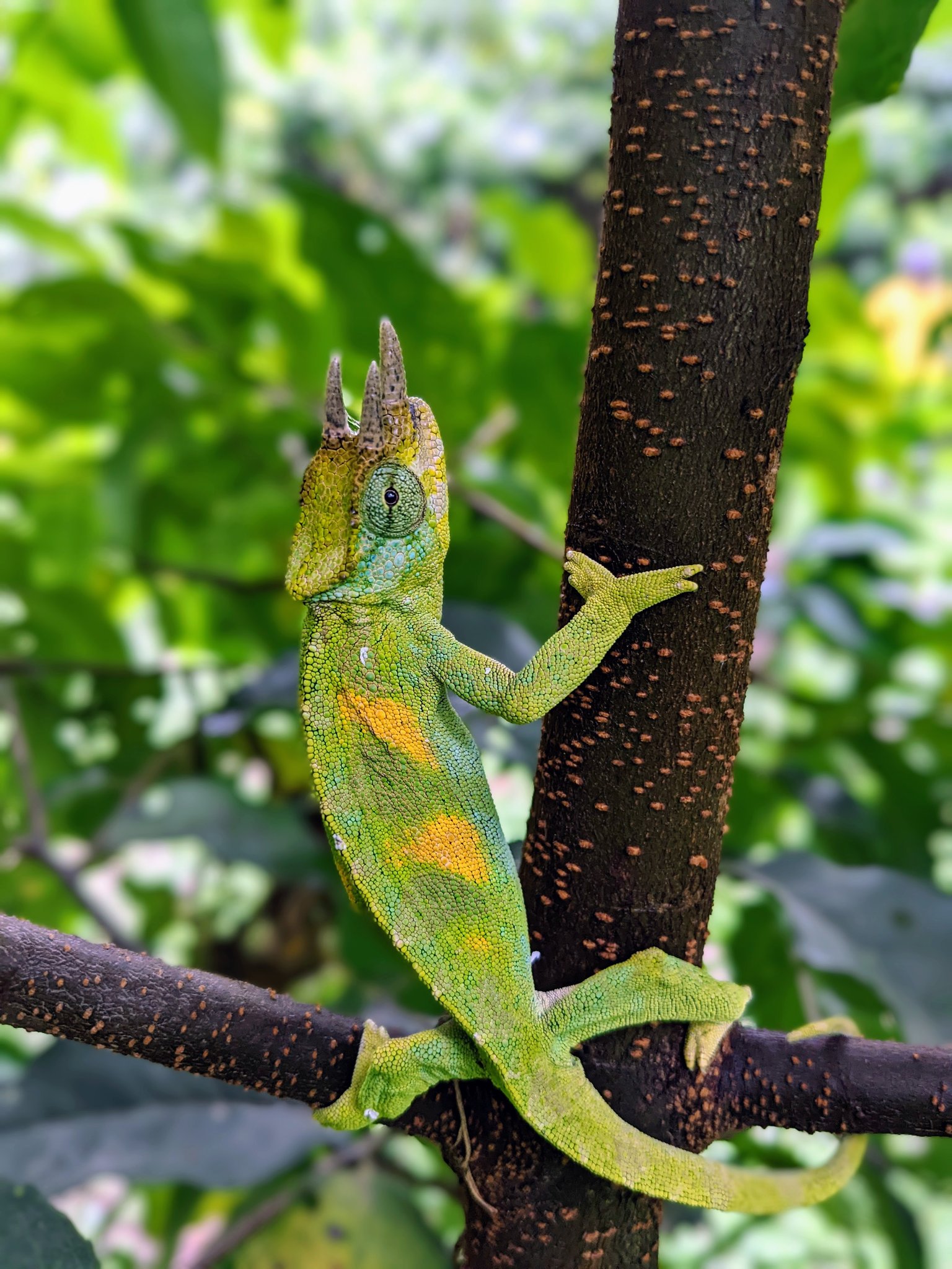 Rwenzori Wildlife