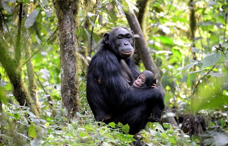 Chimpanzee Tracking in Kalinzu