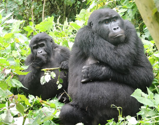 Mountain Gorillas 