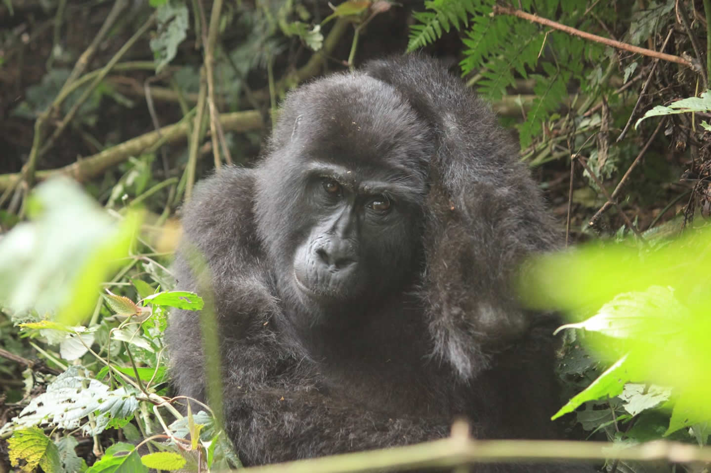 Gorilla trekking in Africa